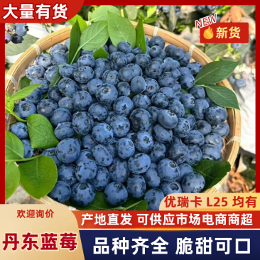丹东蓝莓优瑞卡蓝莓L25蓝莓全国发货对接电商市场
