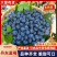丹东蓝莓优瑞卡蓝莓L25蓝莓全国发货对接电商市场