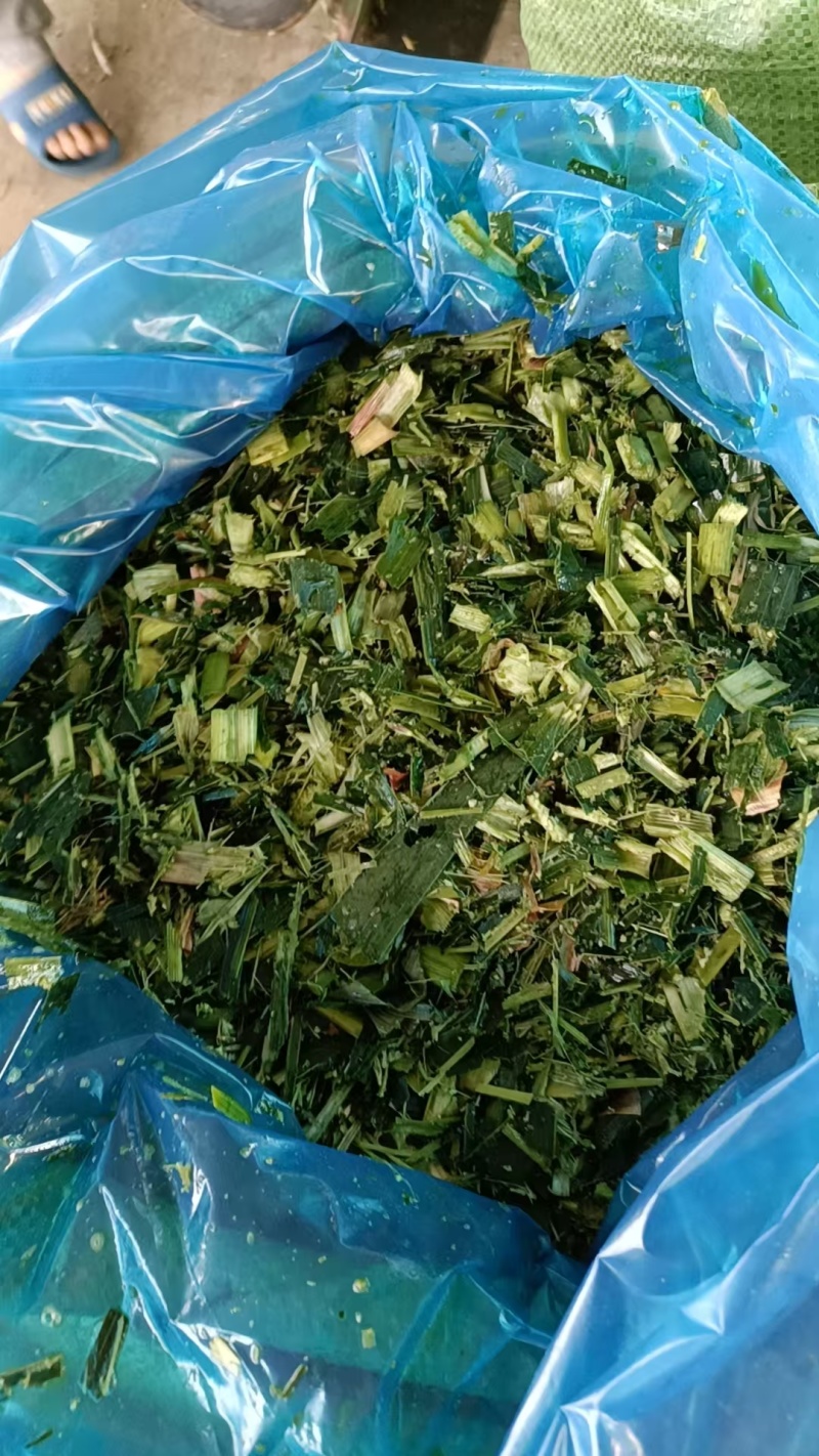 玉米秸秆，青储饲料，霉变、无杂质，饲用品质佳量大从优可视