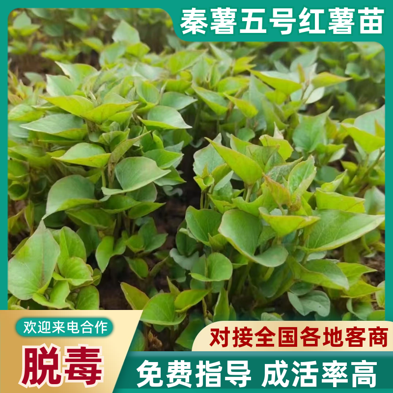 陕西省秦薯五号板栗红薯苗