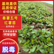 紫署红薯苗陕西产地货品种多规格全提供纸箱袋子包装严选种暑