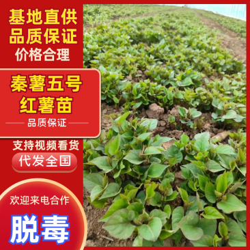 紫署红薯苗陕西产地货品种多规格全提供纸箱袋子包装严选种暑