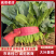 精品菠菜/安阳菠菜/产地直发/大叶菠菜/支持各种包装