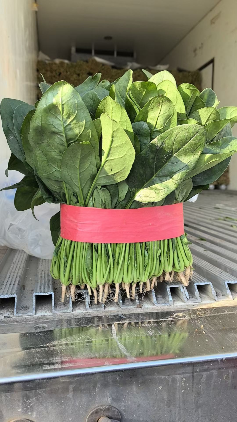 精品菠菜/安阳菠菜/产地直发/大叶菠菜/支持各种包装
