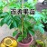 广西本地黄金百香果苗/量大从优/产地直发/诚信经营