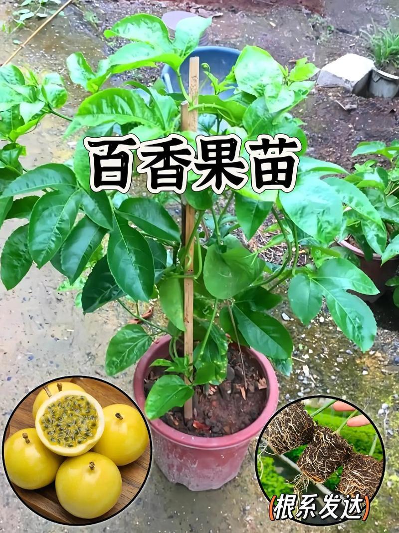 广西本地黄金百香果苗/量大从优/产地直发/诚信经营