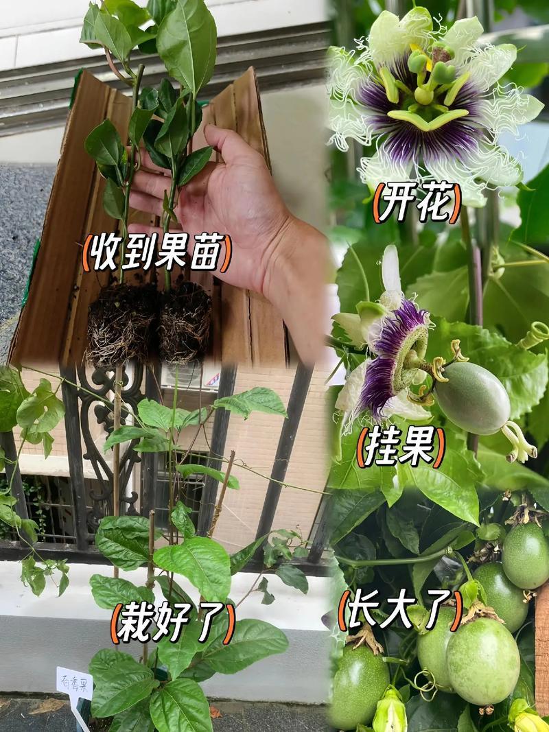 广西本地黄金百香果苗/量大从优/产地直发/诚信经营
