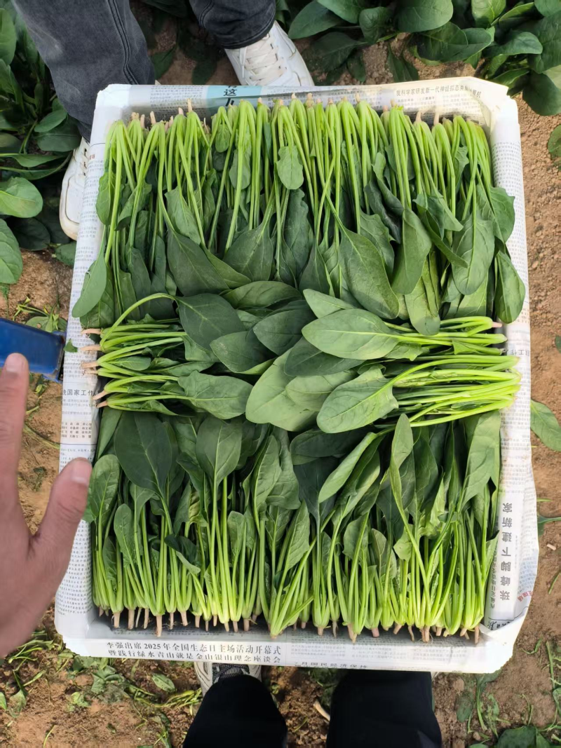 精品菠菜/安阳菠菜/产地直发/大叶菠菜/支持各种包装