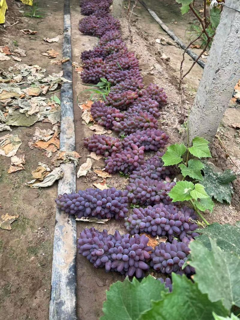 葡萄【玫瑰香】产地大量种植可直发量大质优欢迎电话咨询