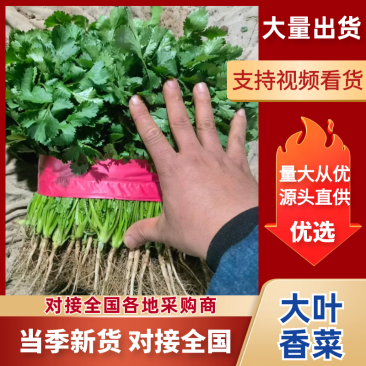 【大叶香菜】安阳滑县/产地直发/货源充足/欢迎来电洽谈合作