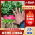 【大叶香菜】安阳滑县/产地直发/货源充足/欢迎来电洽谈合作