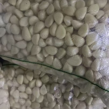临沂兰陵蒜米脱皮完整干净无杂大小都有承接加工批发餐饮电商