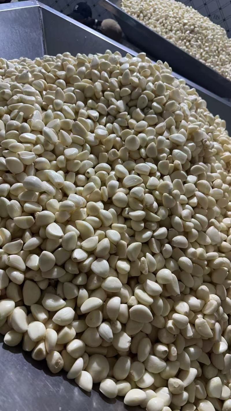 临沂兰陵蒜米脱皮完整干净无杂大小都有承接加工批发餐饮电商