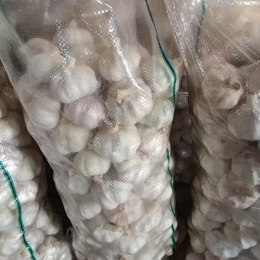 山东兰陵紫皮大蒜蒜头大小规格齐全全国接单耐运输货量大