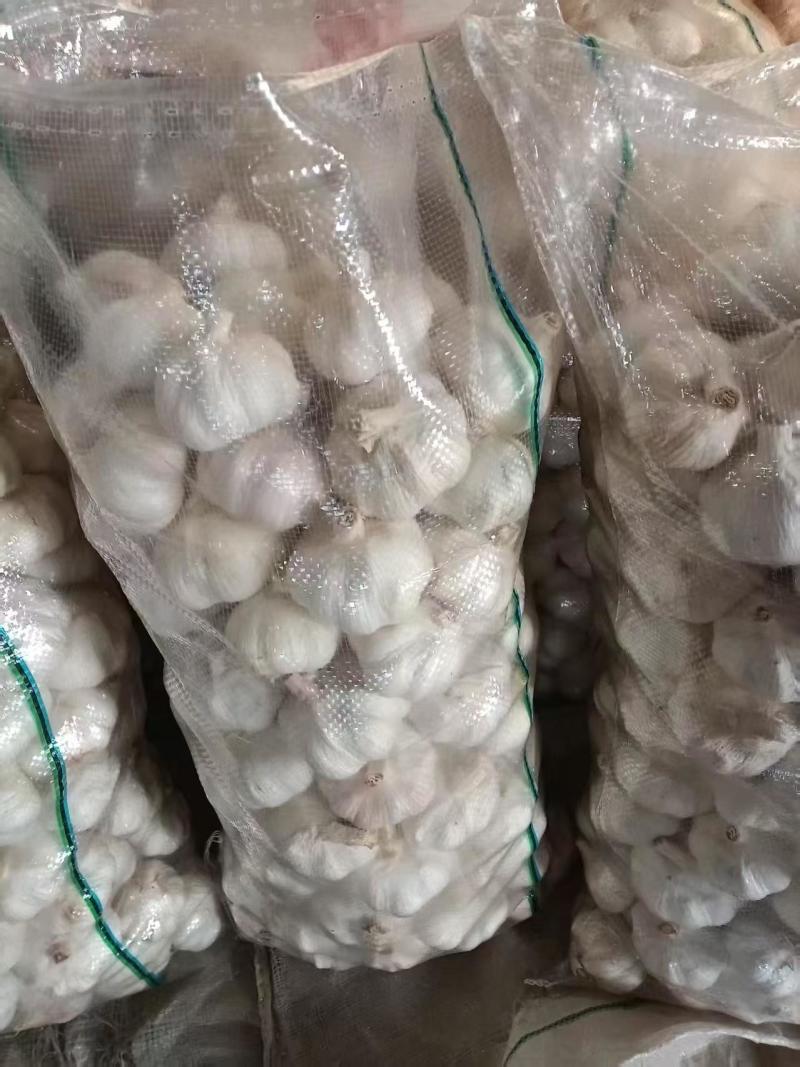 山东兰陵紫皮大蒜蒜头大小规格齐全全国接单耐运输货量大