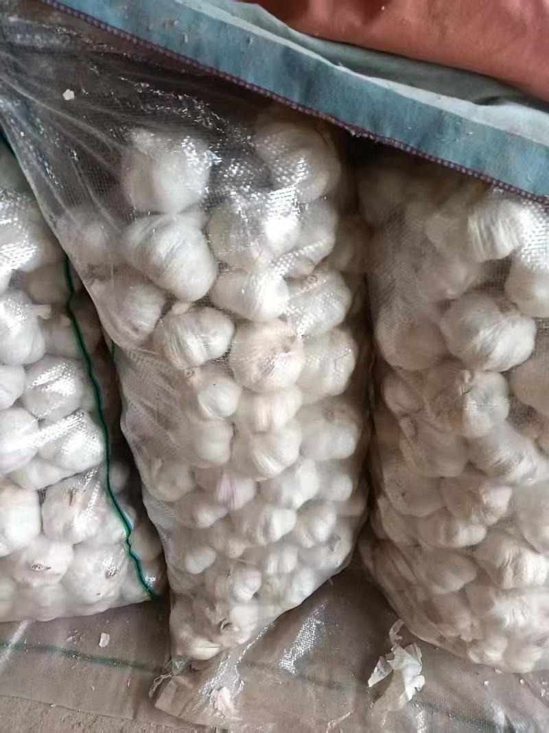 山东兰陵紫皮大蒜蒜头大小规格齐全全国接单耐运输货量大
