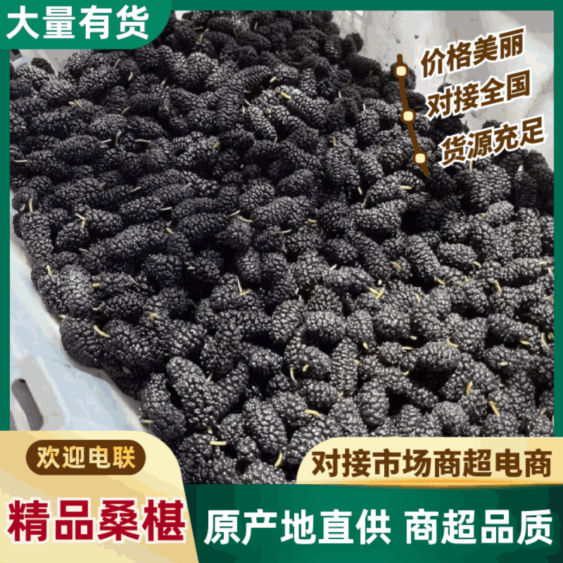 四川大凉山德昌果桑鲜桑葚批发商超，市场，社区团购，档口直供