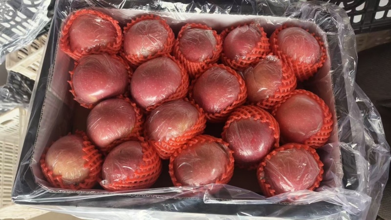 【实力推荐】山西纸加膜红富士苹果🍎万荣产地量大从优