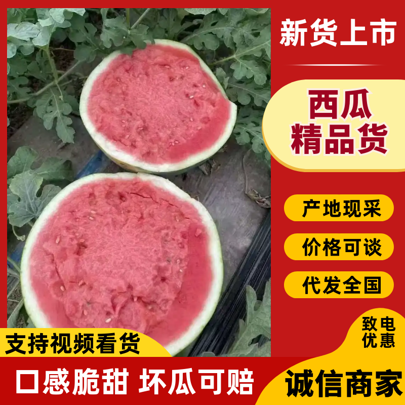 （热卖）陕西美都西瓜价格优惠质量好热卖全国欢迎询价
