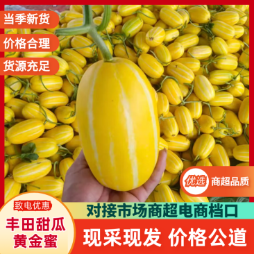 山东丰田甜瓜，黄金瓜大量供应需要的联系我对接市场商超门店