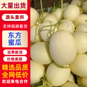 东方蜜甜瓜大量供应需要的客商联系我口感脆甜多汁