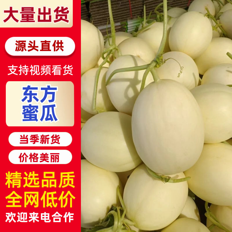 东方蜜甜瓜大量供应需要的客商联系我口感脆甜多汁