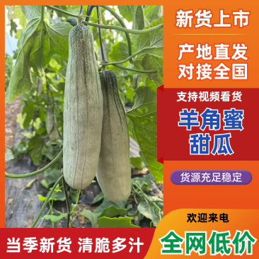 山东羊角蜜，博洋六一大量上市口感脆甜多汁发往全国市场