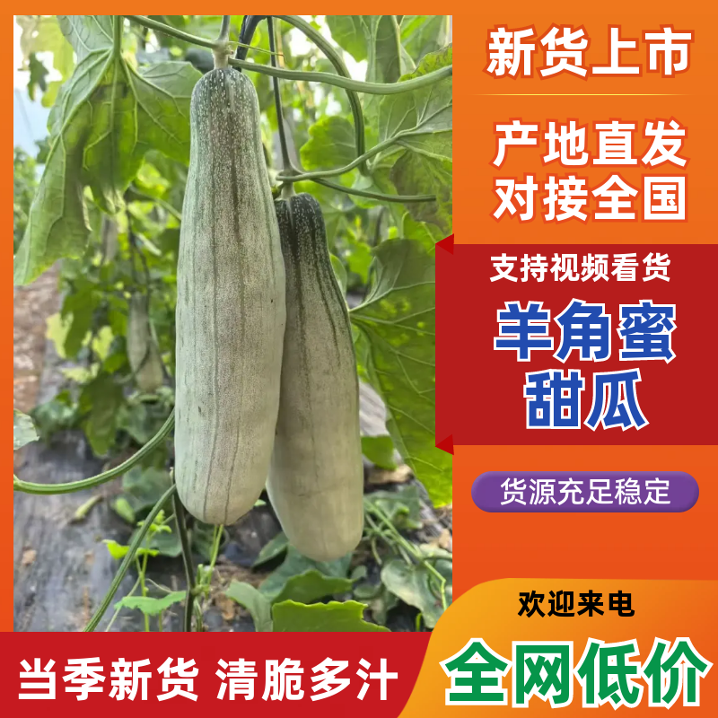 山东羊角蜜，博洋六一大量上市口感脆甜多汁发往全国市场
