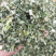 益母草，产地直发，量大从优，诚信经营，保质保量，欢迎来电