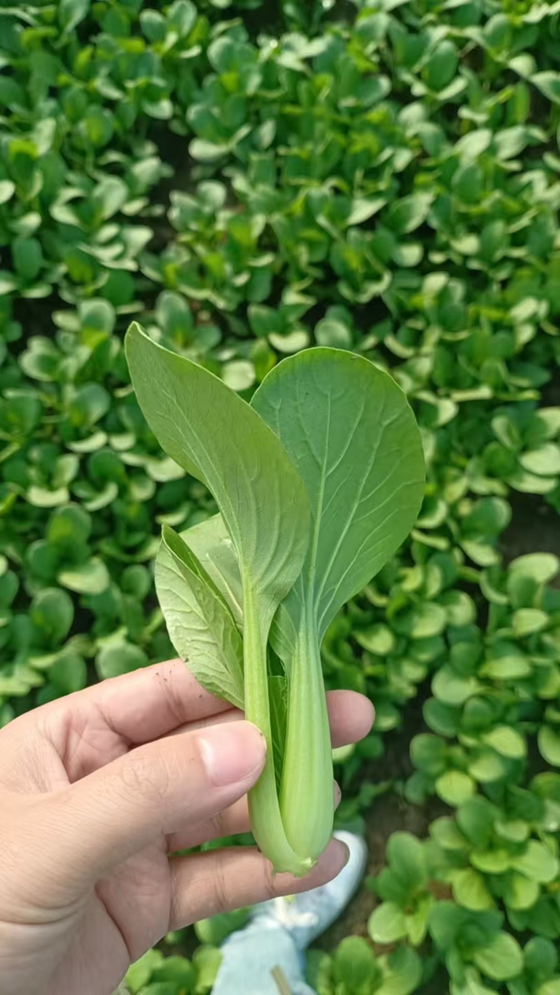 上海青油菜小青菜太和县产地直供，可代收代卖对接采购