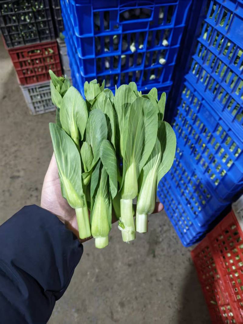 上海青苔【精品青苔】油菜苔产地大量供应欢迎电话咨询