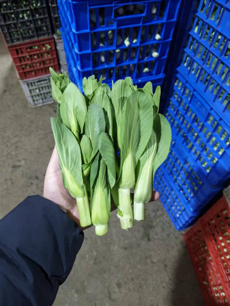 上海青苔【精品青苔】油菜苔产地大量供应欢迎电话咨询