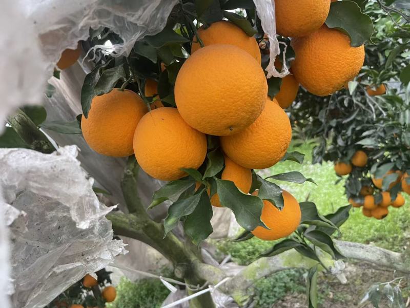 【青见柑桔】四川原产地直销保质保量价格优惠欢迎采购