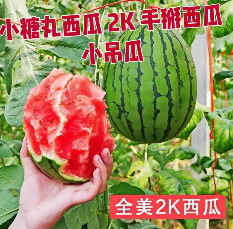 1陕西蒲城小糖丸西瓜小吊瓜货源充足价格实惠欢迎联系