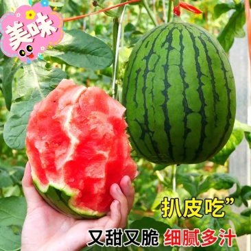 陕西蒲城小糖丸西瓜甜王西瓜货源充足实力代发全国商超