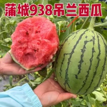 热推陕西蒲城吊兰西瓜938吊兰西瓜包熟包甜实力代发