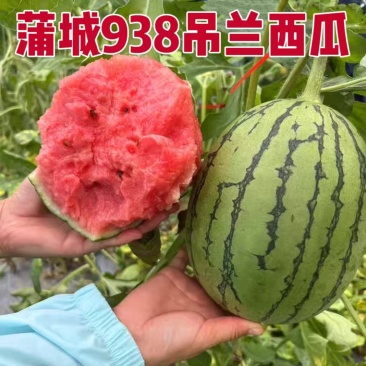 热推陕西蒲城吊兰西瓜938吊兰西瓜包熟包甜实力代发