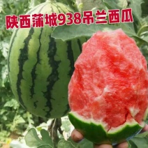 1实推陕西蒲城西瓜938吊兰西瓜小吊瓜基地直供联系