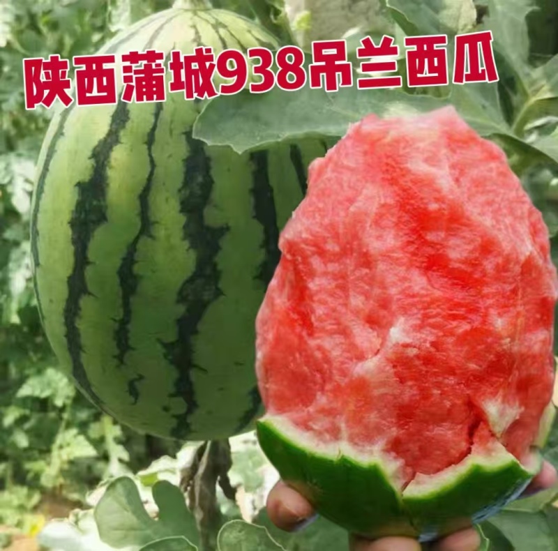 1实推陕西蒲城西瓜938吊兰西瓜小吊瓜基地直供联系