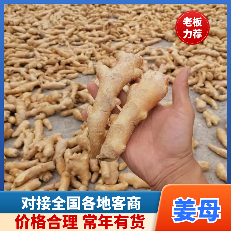 姜母产地批发/常年有货/大小姜母/全国发货/欢迎来电洽谈