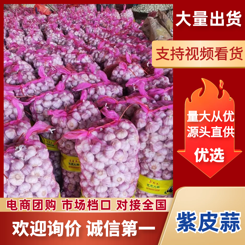 紫皮大蒜/紫皮大蒜【加工厂批发商超】常年供应/发全国