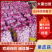 【精】紫皮大蒜/山东大蒜(常年供应全国发货)量大从优
