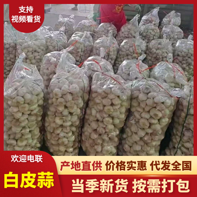 白皮/紫皮大蒜【山东大蒜】产地直发/量大从优/可全国发货