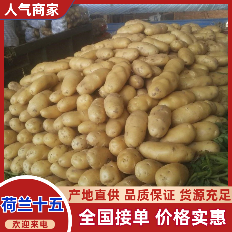 黄心黄皮土豆/产地批发『荷兰系列/沃土5/V7』全国发货