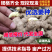 『急售/赔钱出』生姜种子批发/品种齐全/已催芽即买即种