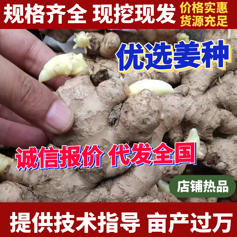 【已催芽/即买即种】生姜种子批发/品种齐全/包技术发全国