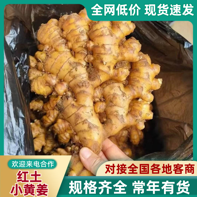 贵州生姜【红土小黄姜】对接加工厂～批发～电商/全国发货