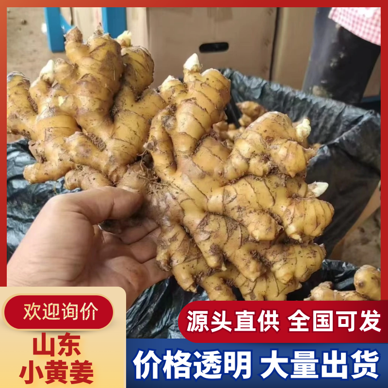 【山东小黄姜】常年供应/坏烂包赔/规格齐全/代收代发代存