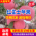 『红富士苹果』山东苹果/条纹片红全红纸加膜常年供应