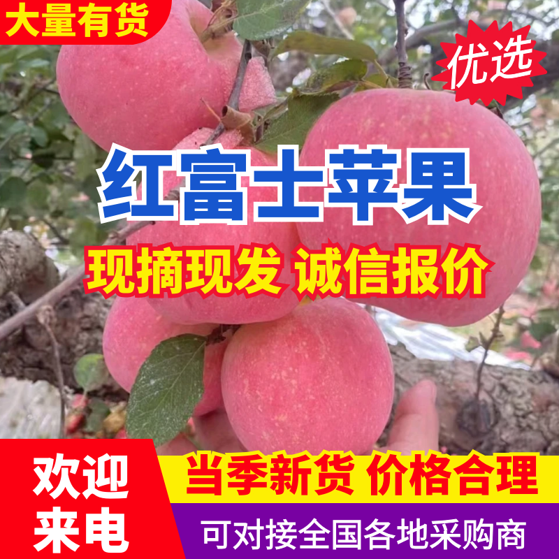 『红富士苹果』山东苹果/条纹片红全红纸加膜常年供应